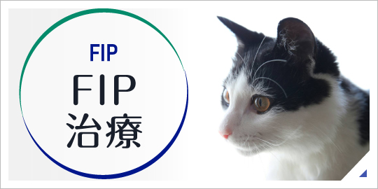 FIP治療