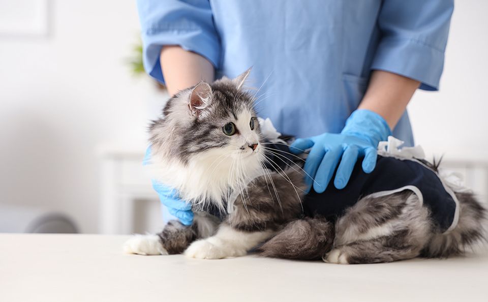 動物病院イメージ画像